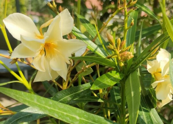 Олеандр обыкновенный Джиалло Семплис (Nerium oleander Giallo Semplice)