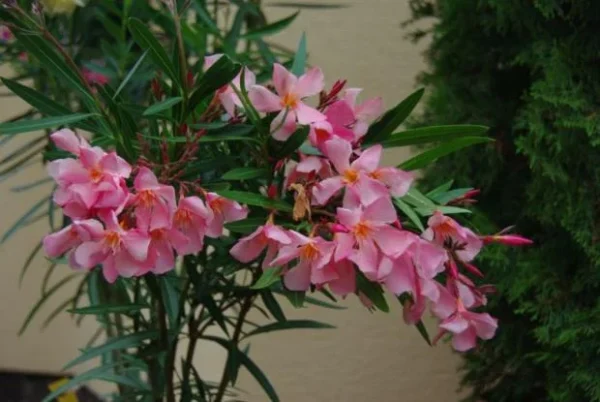 Олеандр обыкновенный (Nerium oleander Corallo Semplice)