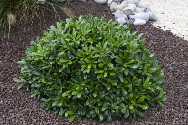 Питтоспорум Тобира Нана (Смолосемянник) (Pittosporum tobira Nanum)