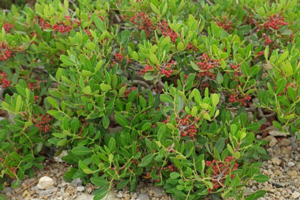 Фисташка мастичная (Pistacia lentiscus)