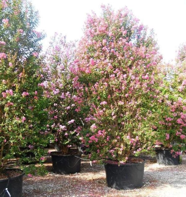 Лагерстремия индийская (Lagerstroemia indica)