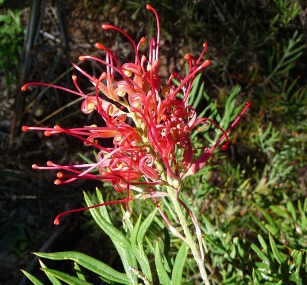 Гревиллея гибридная Джо Мейсон (Grevillea Joe Maison)