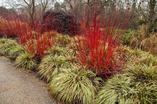 Дерен кроваво-красный Мидвинтер Файр (Cornus sanguinea Midwinter Fire)