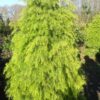 Криптомерия японская Элеганс Виридис (Cryptomeria japonica Elegans Viridis) — изображение 2