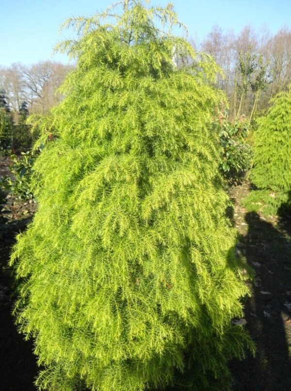Криптомерия японская Элеганс Виридис (Cryptomeria japonica Elegans Viridis) — изображение 2