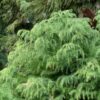 Криптомерия японская Элеганс Виридис (Cryptomeria japonica Elegans Viridis)