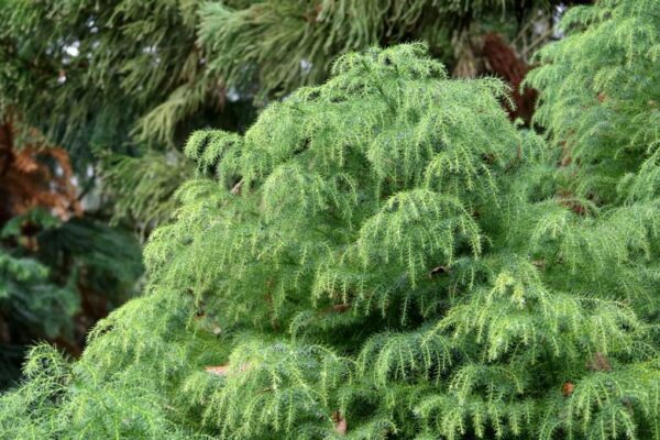 Криптомерия японская Элеганс Виридис (Cryptomeria japonica Elegans Viridis)