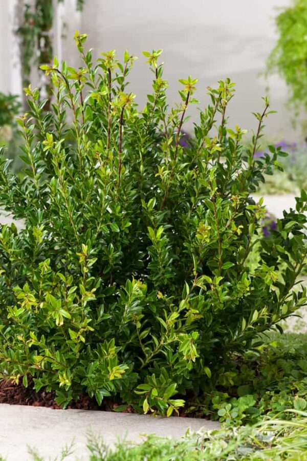 Падуб Максимовича (Ilex maximowicziana Kanehirae)