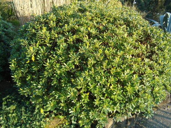 Питтоспорум Тобира  (Смолосемянник) (Pittosporum tobira)