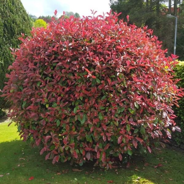 Фотиния Фразера Ред Робин (Photinia fraseri Red Robin) — изображение 2