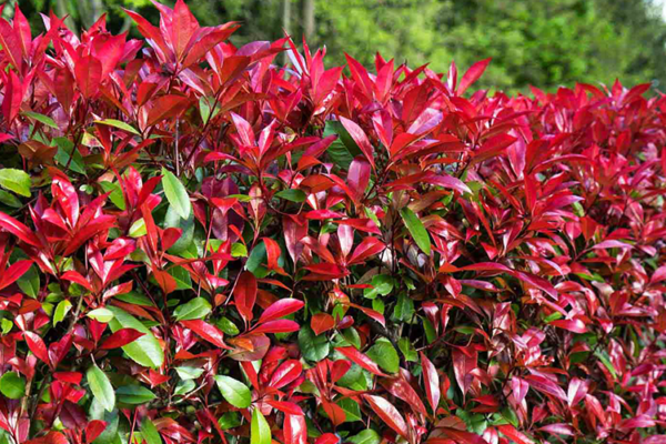 Фотиния фразера Литл Ред Робин (Photinia fraseri Little Red Robin)