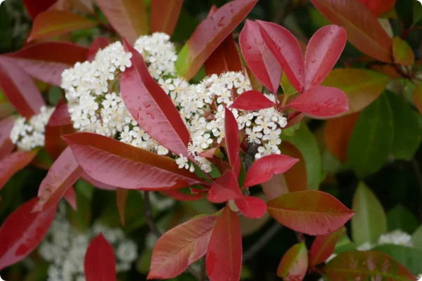 Фотиния Фразера Ред Робин (Photinia fraseri Red Robin)