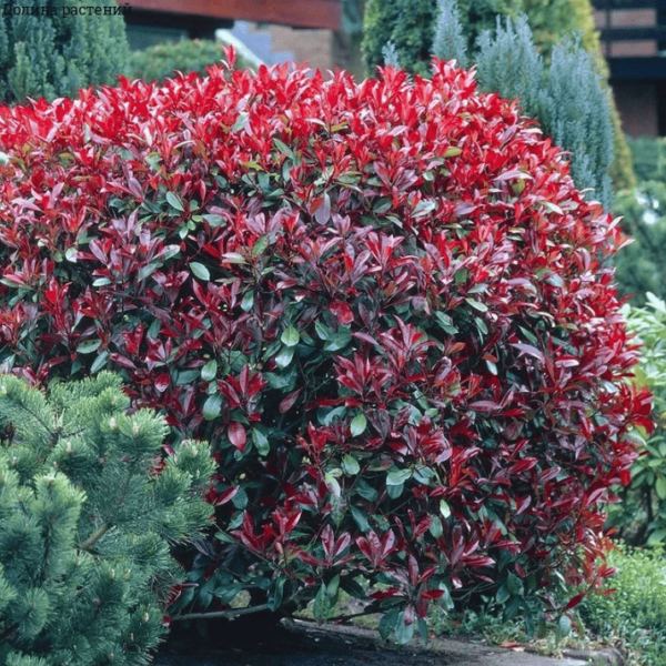 Фотиния фразера Литл Ред Робин (Photinia fraseri Little Red Robin) — изображение 2