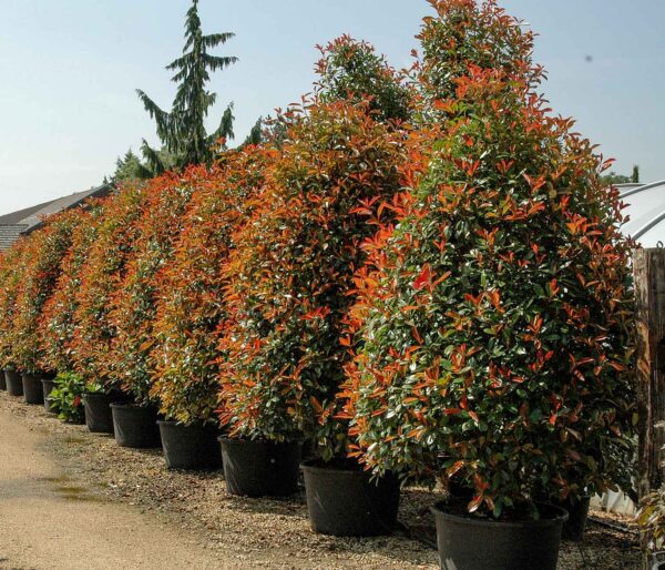 Фотиния Фразера Ред Робин (Photinia fraseri Red Robin) — изображение 3