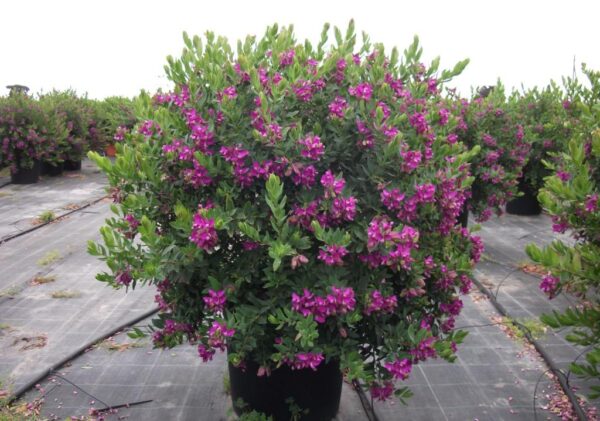 Полигала миртолистная (Polygala myrtifolia)