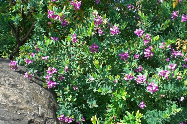 Полигала миртолистная (Polygala myrtifolia) — изображение 2
