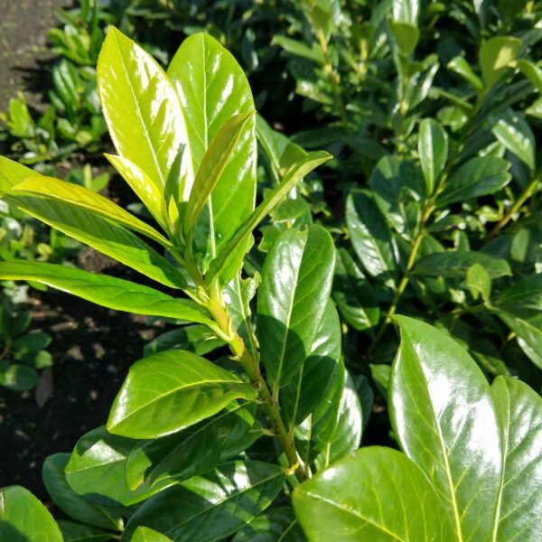 Лавровишня обыкновенная Новита (Prunus laurocerasus Novita)