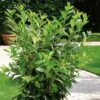Лавровишня обыкновенная Новита (Prunus laurocerasus Novita) — изображение 3