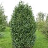 Лавровишня обыкновенная Новита (Prunus laurocerasus Novita) — изображение 2