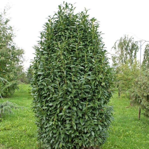 Лавровишня обыкновенная Новита (Prunus laurocerasus Novita) — изображение 2