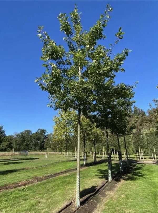 Дуб болотный (Quercus palustris)