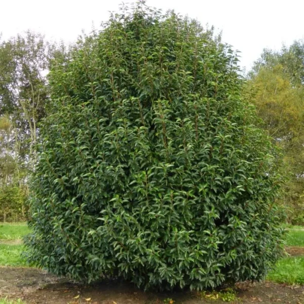 Лавровишня лузитанская Ангустифолия (Prunus lusitanica Angustifolia) — изображение 2
