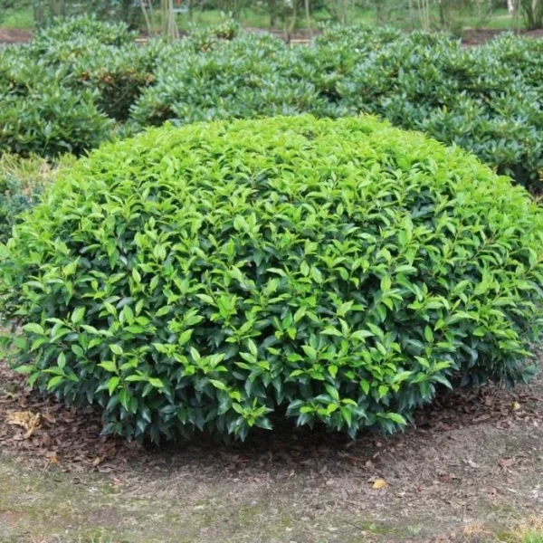 Лавровишня лузитанская Ангустифолия (Prunus lusitanica Angustifolia)