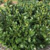 Лавровишня обыкновенная Этна (Prunus laurocerasus Etna)