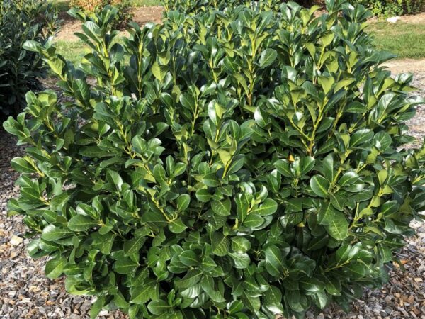 Лавровишня обыкновенная Этна (Prunus laurocerasus Etna)