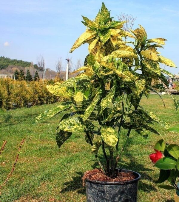 Аукуба японская Кротонифолия Голд (Aucuba japonica Crotonifolia Gold)
