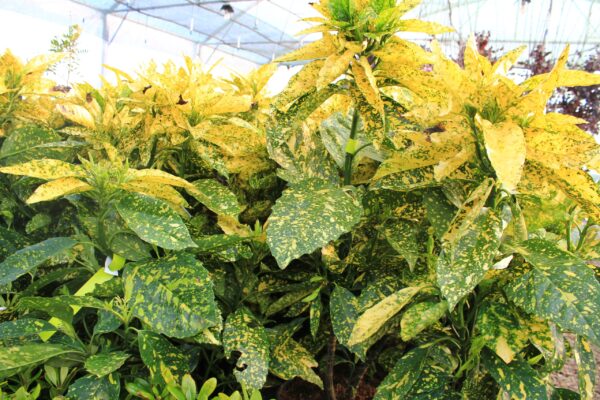 Аукуба японская Кротонифолия Голд (Aucuba japonica Crotonifolia Gold) — изображение 2