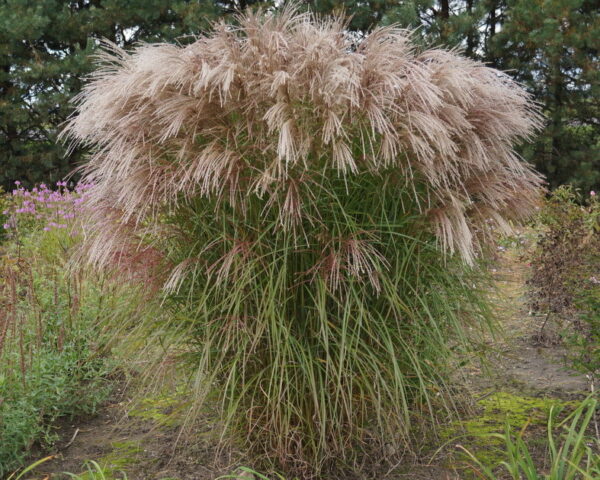 Мискантус китайский Фламинго (Miscanthus sinensis Flamingo)
