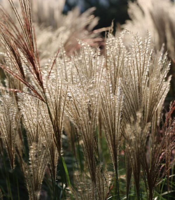 Мискантус китайский Герман Мюссель (Miscanthus sinensis Herman Mussel) — изображение 2