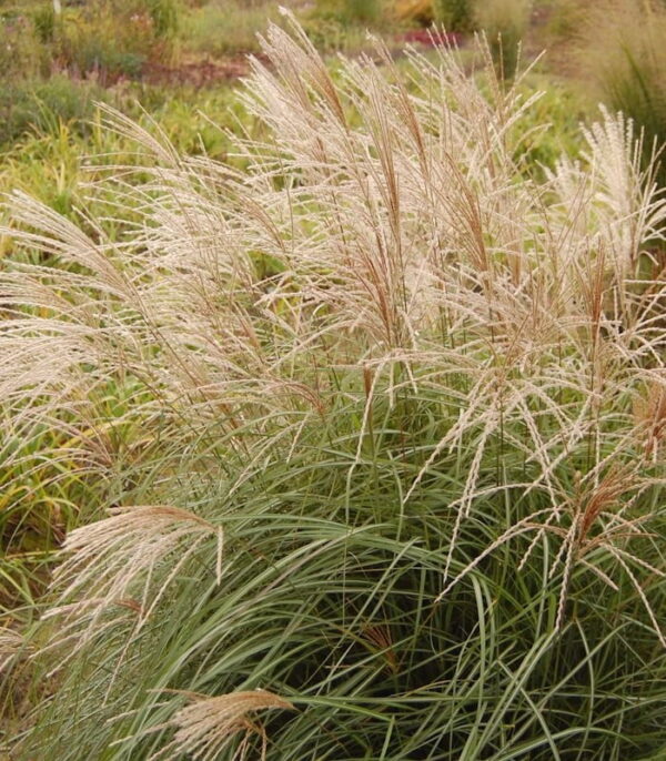 Мискантус китайский Герман Мюссель (Miscanthus sinensis Herman Mussel)