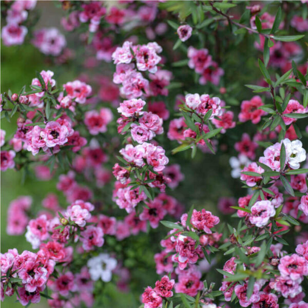 Лептоспермум прутьевидный (Тонкосемянник) (Leptospermum scoparium Scoparium Pink Queen)