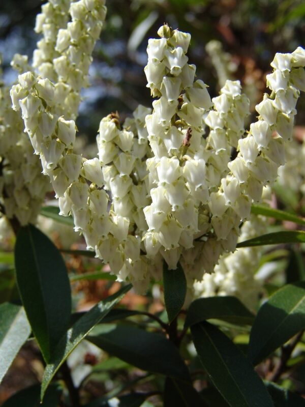 Пиерис обильноцветущий (Pieris floribunda)