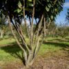 Лавровишня обыкновенная Этна (Prunus laurocerasus Etna) — изображение 3