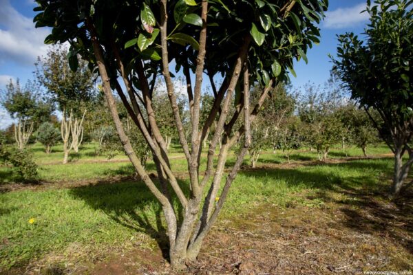 Лавровишня обыкновенная Этна (Prunus laurocerasus Etna) — изображение 3