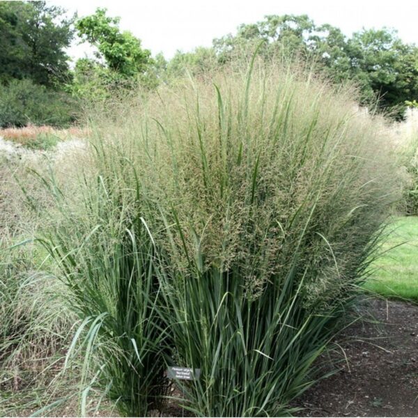Просо прутьевидное Норсвинд (Panicum virgatum Northwind)