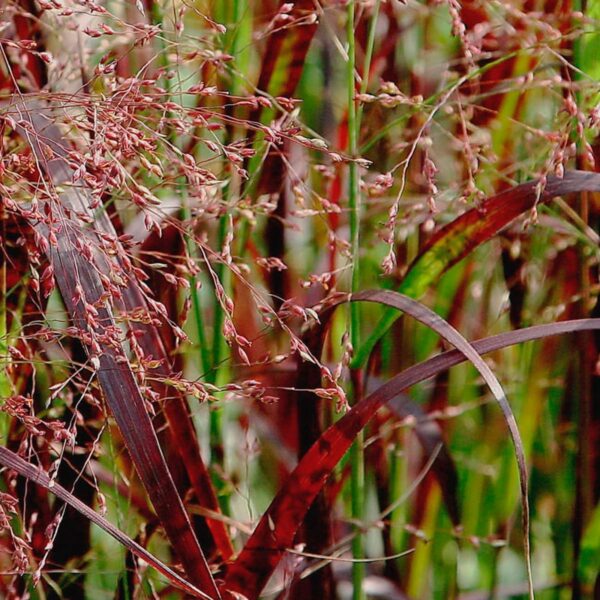 Просо прутьевидное Ребраун (Panicum virgatum Rehbraun)