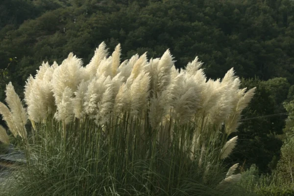 Кортадерия Селло Пумила (Пампасная трава) (Cortaderia selloana Pumila)