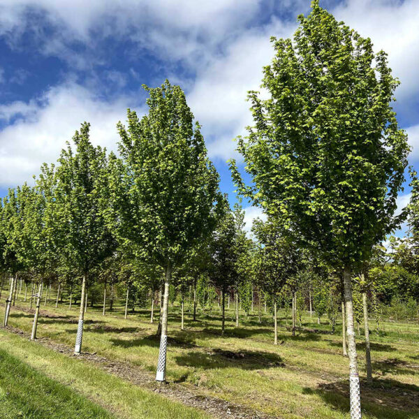 Клен полевой Хауберс Элегант (Acer campestre Huibers Elegant)