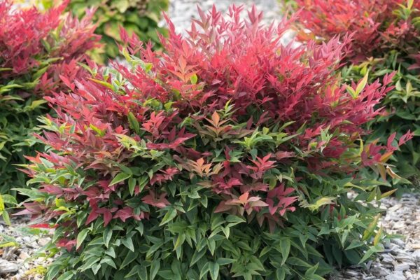 Нандина домашняя (Nandina domestica)