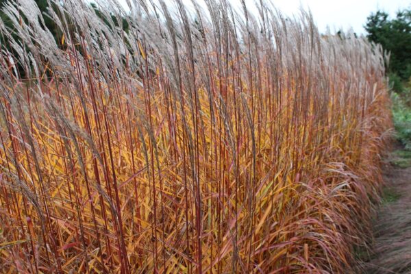 Мискантус китайский Пурпуресценс (Miscanthus sinensis Purpurascens)