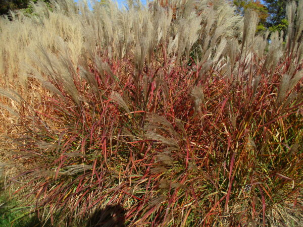 Мискантус китайский Ред Чиф (Miscanthus sinensis Red Chief)