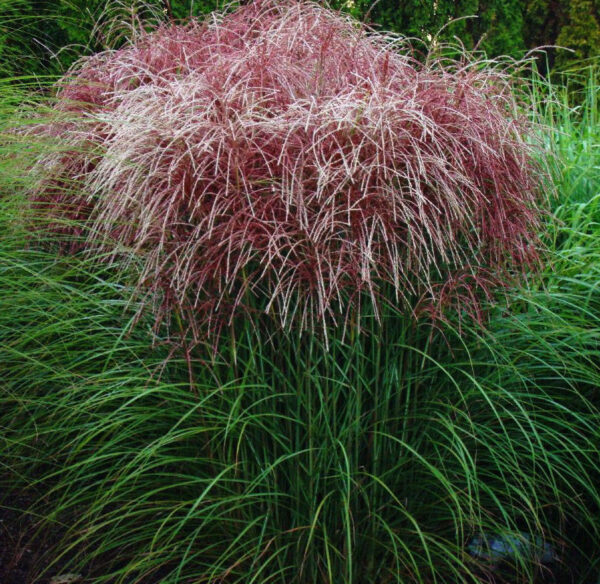 Мискантус китайский Ротфедер (Miscanthus sinensis Rotfeder)