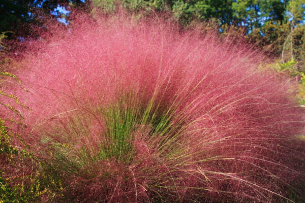 Мюленбергия волосовидная (Muhlenbergia capillaris)