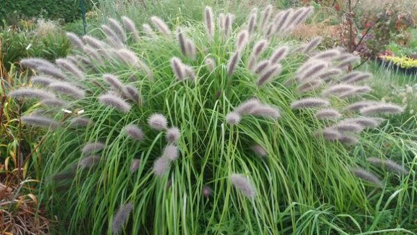 Пеннисетум лисохвостовый (Pennisetum alopecuroides)