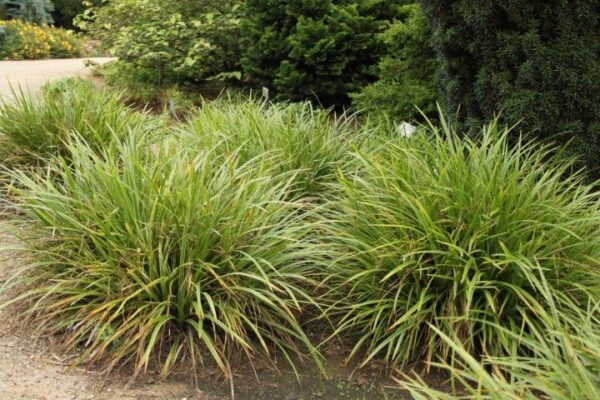 Осока Моррова Айриш Грин (Carex morrowii Irish Green)