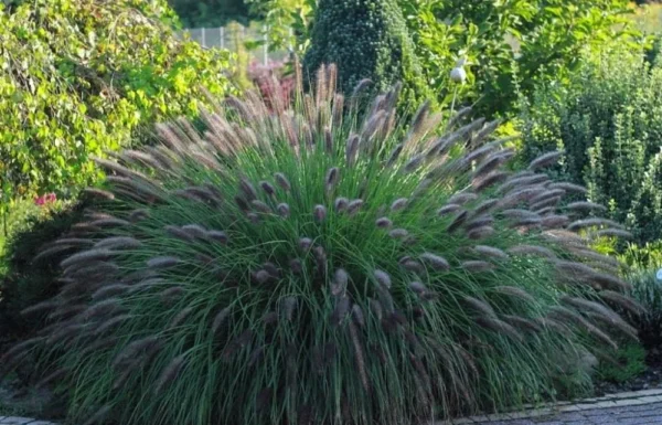 Пеннисетум (перистощетинник) лисохвостный Black Beauty (Pennisetum alopecuroides Black Beauty)